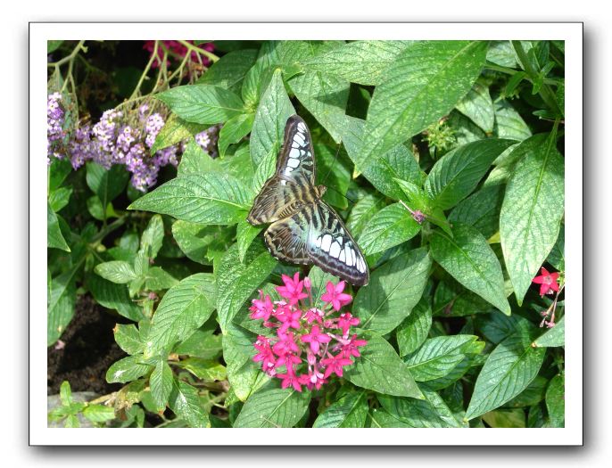 Butterfly at Pacific Science Center