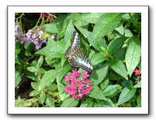 Butterfly at Pacific Science Center